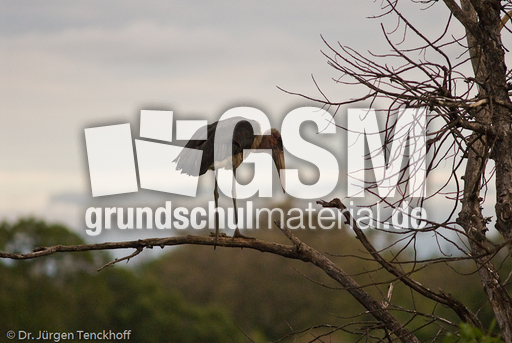 Marabu (1 von 33).jpg